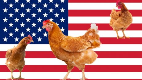De ce este o criză de ouă în Statele Unite ale Americii?