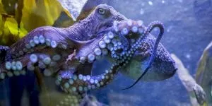 Povestea caracatiței Inky, animalul marin care a evadat de la acvariul naţional din Noua Zeelandă și a ajuns în… mare