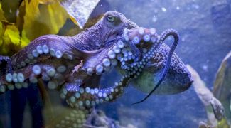 Povestea caracatiței Inky, animalul marin care a evadat de la acvariul naţional din Noua Zeelandă și a ajuns în… mare