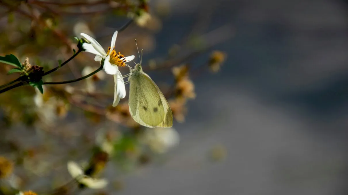 Cum funcţionează efectul „butterfly”? De ce aripa unui fluture din Europa poate schimba vremea într-o altă parte a Globului?