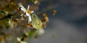 Cum funcţionează efectul „butterfly”? De ce aripa unui fluture din Europa poate schimba vremea într-o altă parte a Globului?