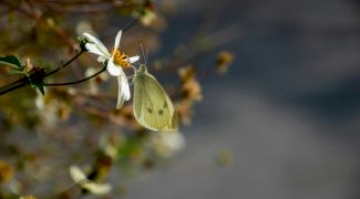 Cum funcţionează efectul „butterfly”? De ce aripa unui fluture din Europa poate schimba vremea într-o altă parte a Globului?