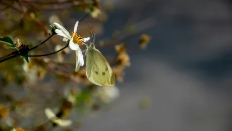 Cum funcţionează efectul „butterfly”? De ce aripa unui fluture din Europa poate schimba vremea într-o altă parte a Globului?