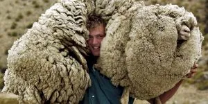 Tânără și neliniștită! Povestea oii Shrek, miorița care a evadat din stână și a trăit ani buni în sălbăticie