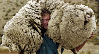 Tânără și neliniștită! Povestea oii Shrek, miorița care a evadat din stână și a trăit ani buni în sălbăticie