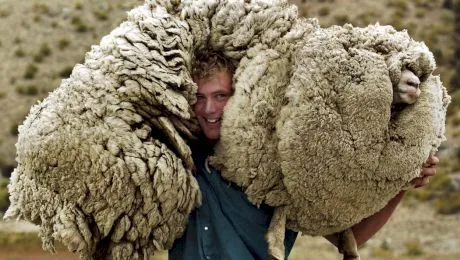 Tânără și neliniștită! Povestea oii Shrek, miorița care a evadat din stână și a trăit ani buni în sălbăticie