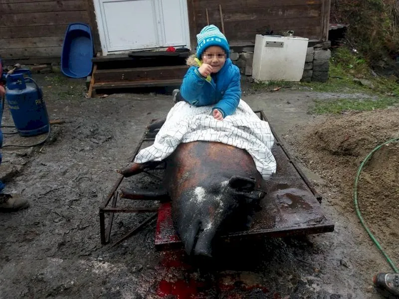 Curiozități despre perioada sărbătorilor la români. De ce călăresc copiii porcul?