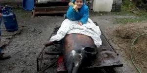 Curiozități despre perioada sărbătorilor la români. De ce călăresc copiii porcul?