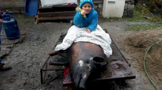 Curiozități despre perioada sărbătorilor la români. De ce călăresc copiii porcul?