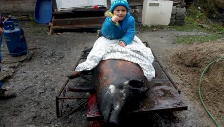 Curiozități despre perioada sărbătorilor la români. De ce călăresc copiii porcul?