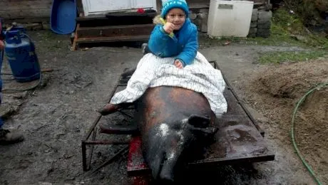 Curiozități despre perioada sărbătorilor la români. De ce călăresc copiii porcul?