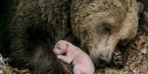 Puiul de urs, anomalia naturii: Dacă oamenii ar avea aceeași proporție mamă-copil, o femeie ar naște un bebeluș de mărimea unei alune