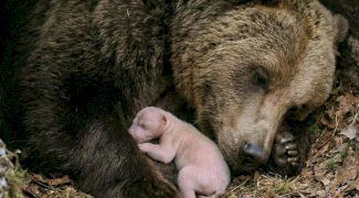 Puiul de urs, anomalia naturii: Dacă oamenii ar avea aceeași proporție mamă-copil, o femeie ar naște un bebeluș de mărimea unei alune