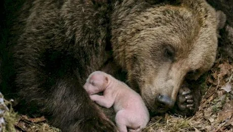 Puiul de urs, anomalia naturii: Dacă oamenii ar avea aceeași proporție mamă-copil, o femeie ar naște un bebeluș de mărimea unei alune