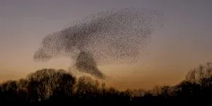 De ce nu se lovesc între ele păsările care zboară în stoluri? Zero „accidente aeriene”