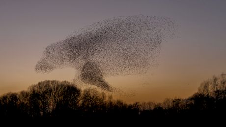 De ce nu se lovesc între ele păsările care zboară în stoluri? Zero „accidente aeriene”