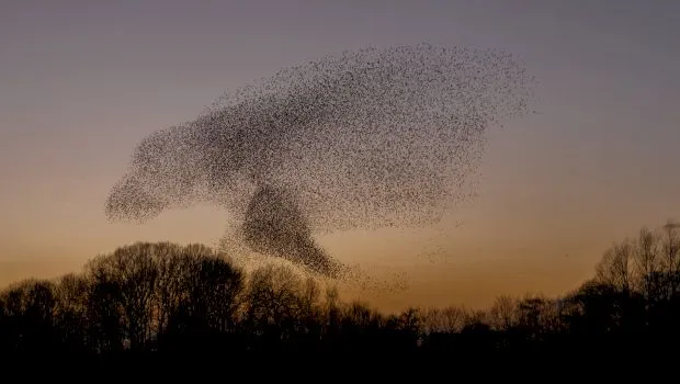 De ce nu se lovesc între ele păsările care zboară în stoluri? Zero „accidente aeriene”