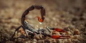 De ce veninul de scorpion costă 10 milioane de dolari litrul?