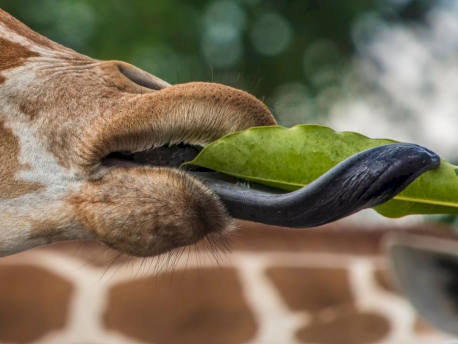 girafuca