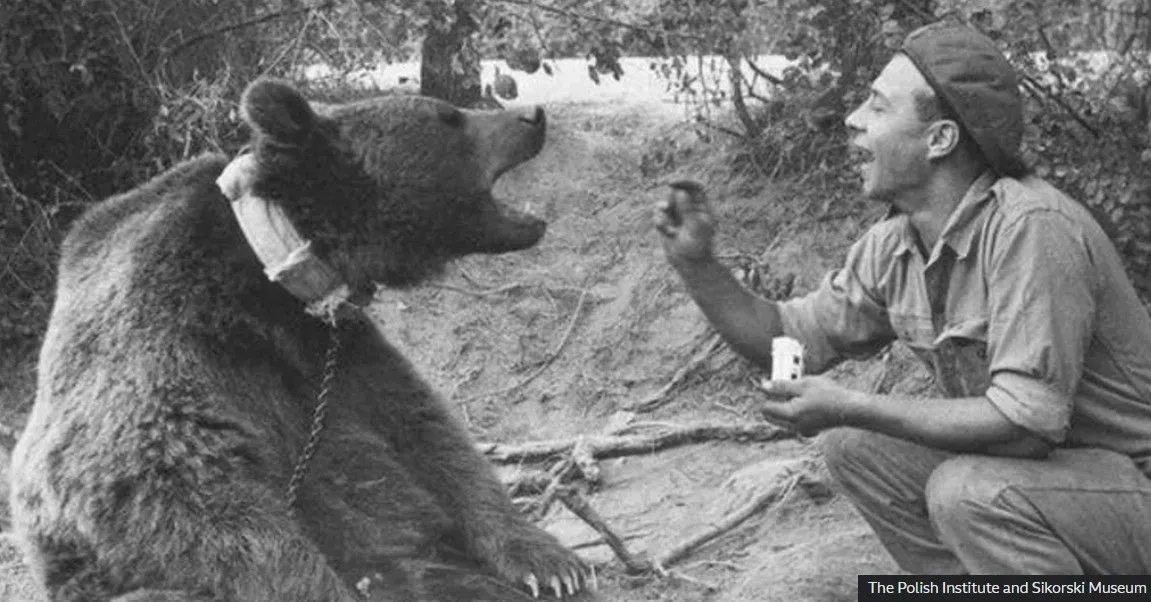 Povestea ursului Wojtek, care a fost recrutat în armata poloneză în al Doilea Război Mondial, avea grad de sergent și căra lăzi cu muniție