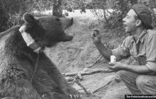 Povestea ursului Wojtek, care a fost recrutat în armata poloneză în al Doilea Război Mondial, avea grad de sergent și căra lăzi cu muniție