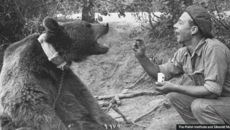 Povestea ursului Wojtek, care a fost recrutat în armata poloneză în al Doilea Război Mondial, avea grad de sergent și căra lăzi cu muniție