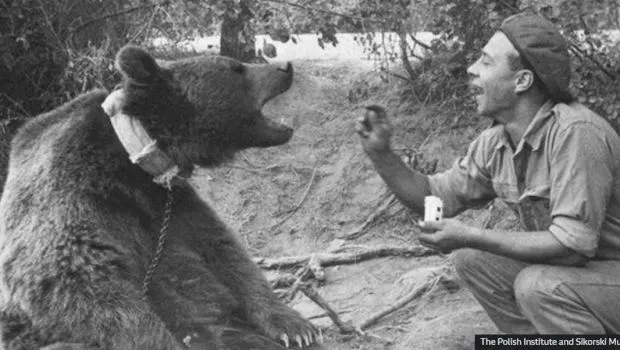 Povestea ursului Wojtek, care a fost recrutat în armata poloneză în al Doilea Război Mondial, avea grad de sergent și căra lăzi cu muniție