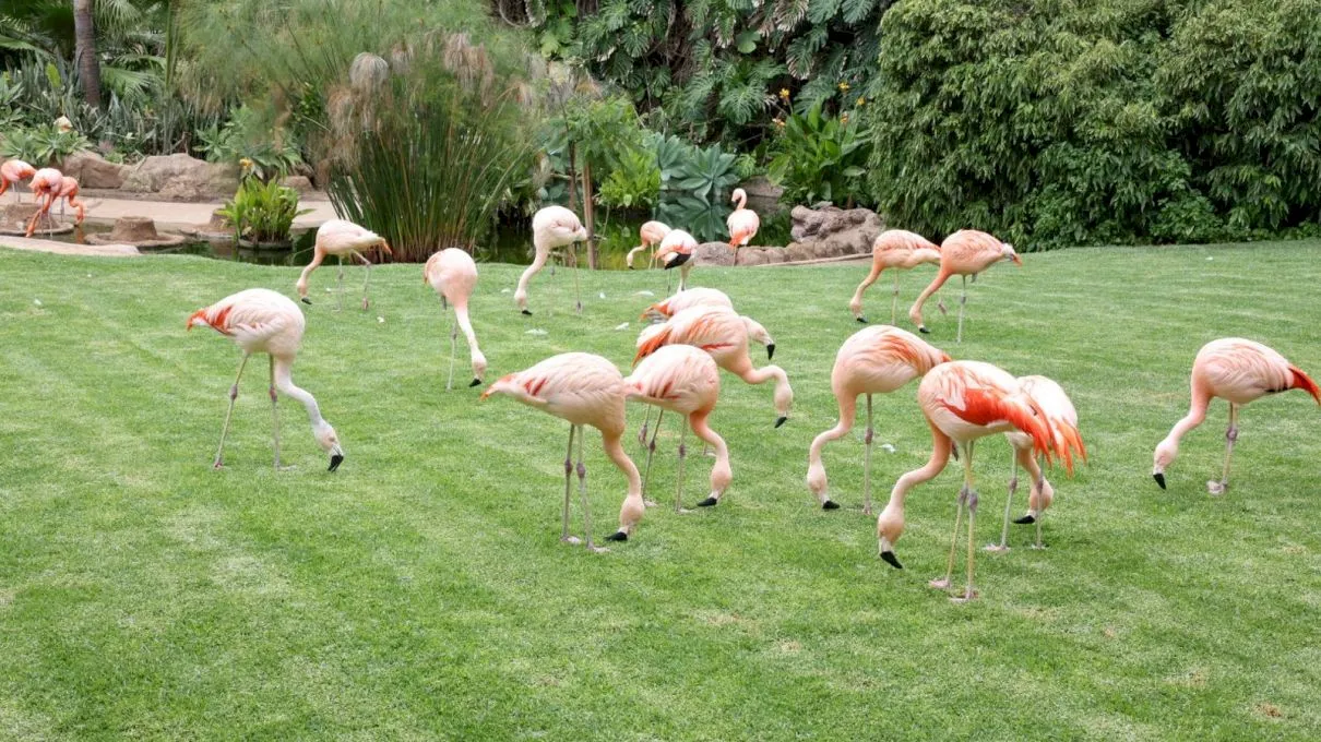 Loro Parque din Tenerife, experiența care te reconectează cu lumea animalelor