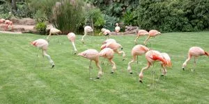 Loro Parque din Tenerife, experiența care te reconectează cu lumea animalelor