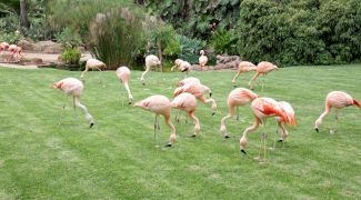 Loro Parque din Tenerife, experiența care te reconectează cu lumea animalelor