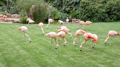 Loro Parque din Tenerife, experiența care te reconectează cu lumea animalelor