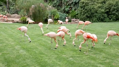 Loro Parque din Tenerife, experiența care te reconectează cu lumea animalelor