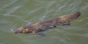 Care este animalul care transpiră… lapte?