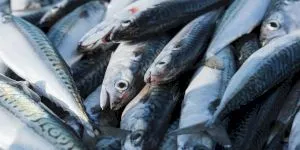 Ai cumpărat macrou? 100% nu este de crescătorie. De ce macroul nu poate fi reprodus în captivitate?