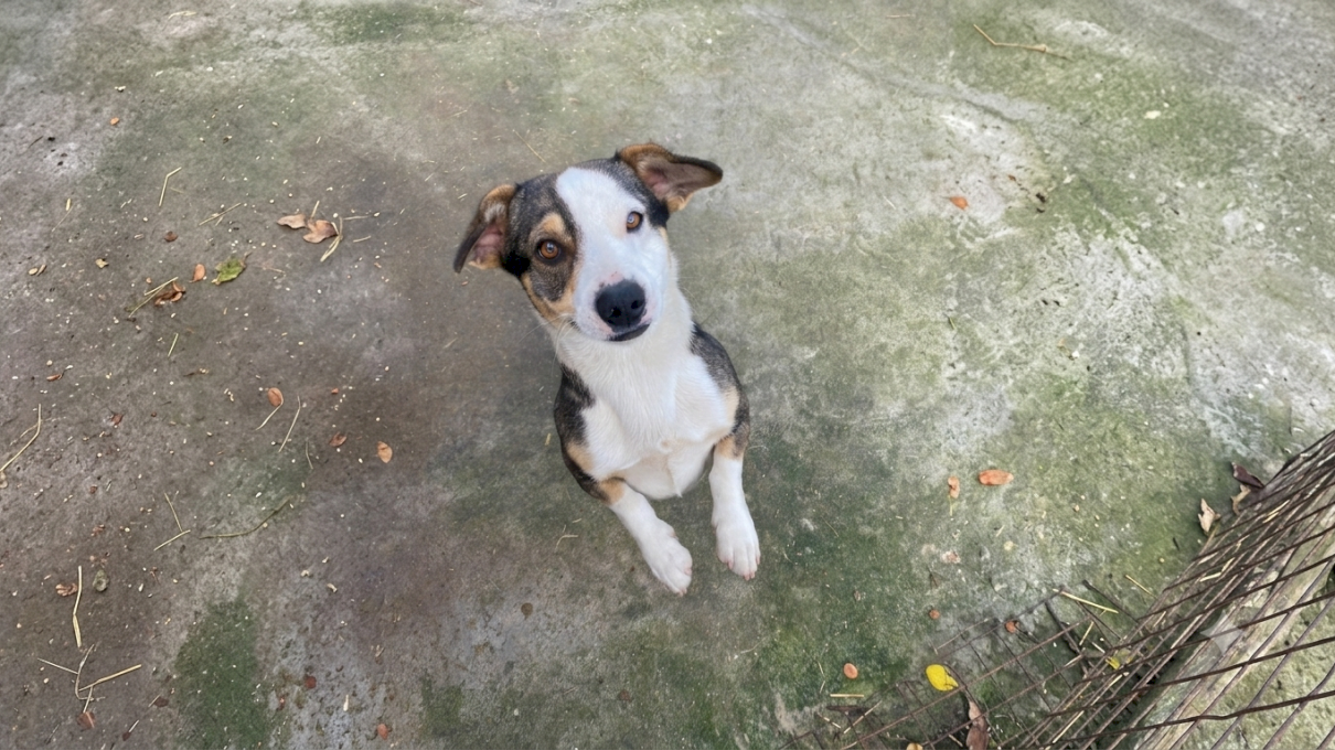 Ce văd și ce aud câinii și pisicile înainte de un cutremur? De ce animalele de companie refuză să intre în casă înainte de seism