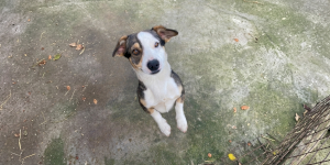 Ce văd și ce aud câinii și pisicile înainte de un cutremur? De ce animalele de companie refuză să intre în casă înainte de seism