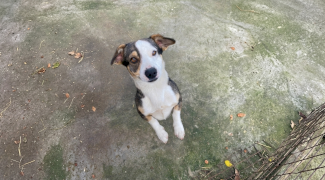Ce văd și ce aud câinii și pisicile înainte de un cutremur? De ce animalele de companie refuză să intre în casă înainte de seism