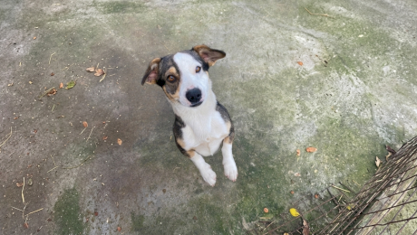 Ce văd și ce aud câinii și pisicile înainte de un cutremur? De ce animalele de companie refuză să intre în casă înainte de seism