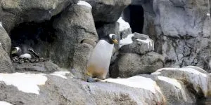 Care sunt animalele care își cer partenerii „în căsătorie” folosind o pietricică netedă?